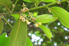 Diospyros malabarica